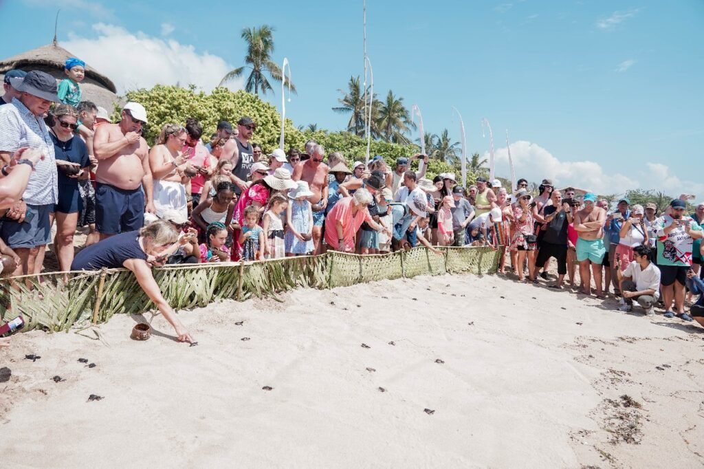 ITDC dan Tenant Kawasan Gelar Turtle Cub Release di The Nusa Dua, Road to Nusa Dua Festival 2025